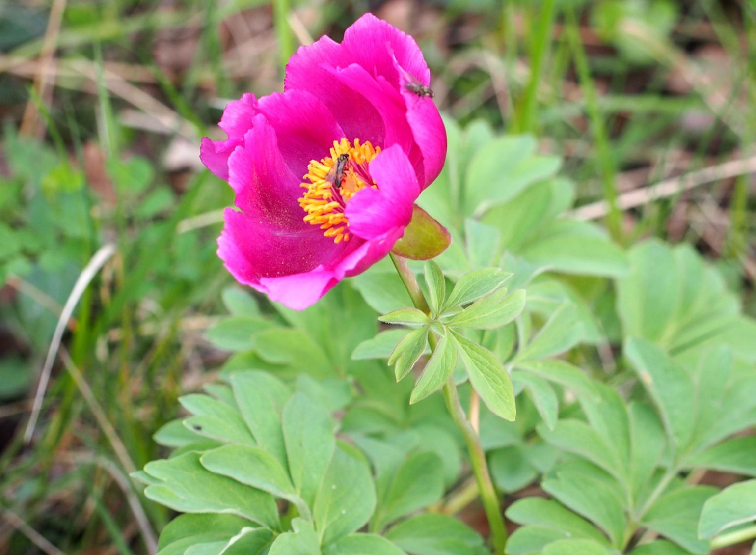 Paeony, Common